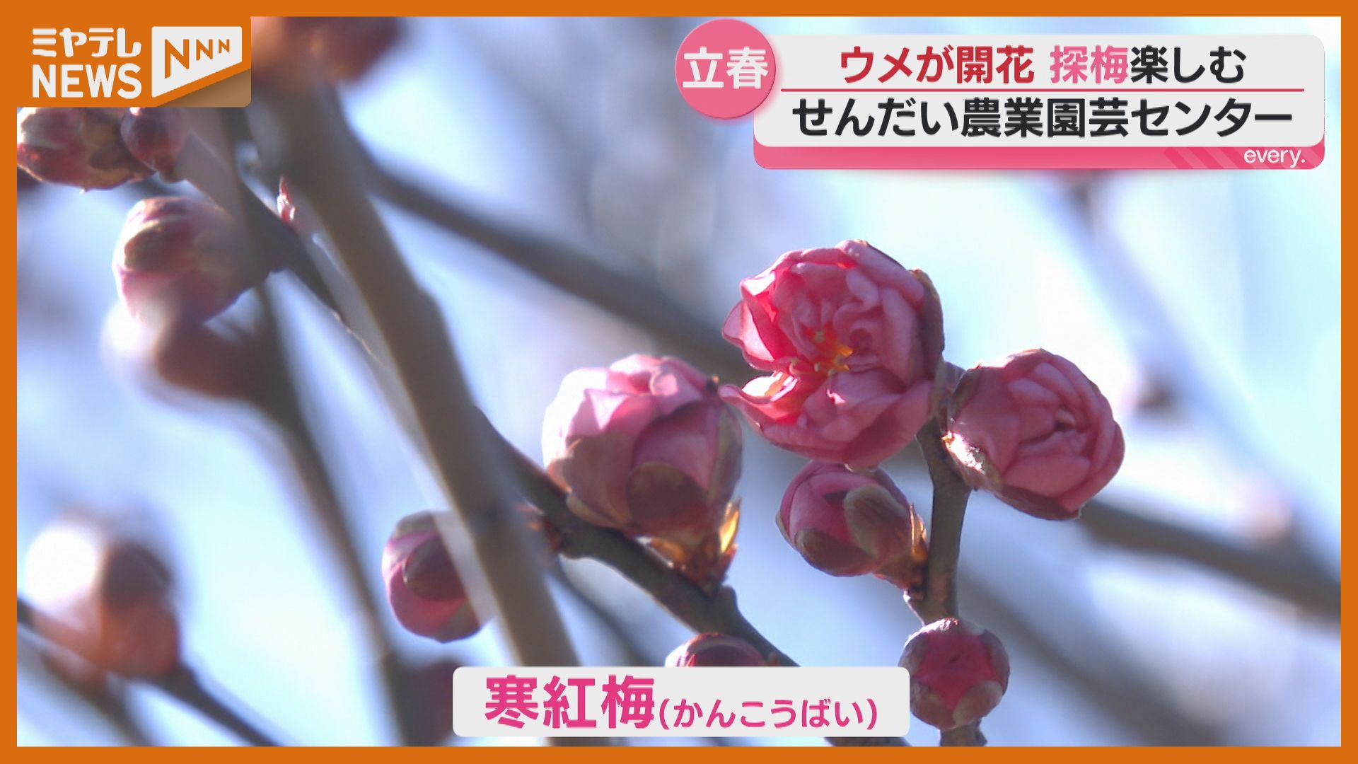 年末年始セール【梅】早い者勝ち！最後の一個！ 楽天市場】樽で発送 紀州南高梅 数量限定【 無添加 】 和歌山 梅干し