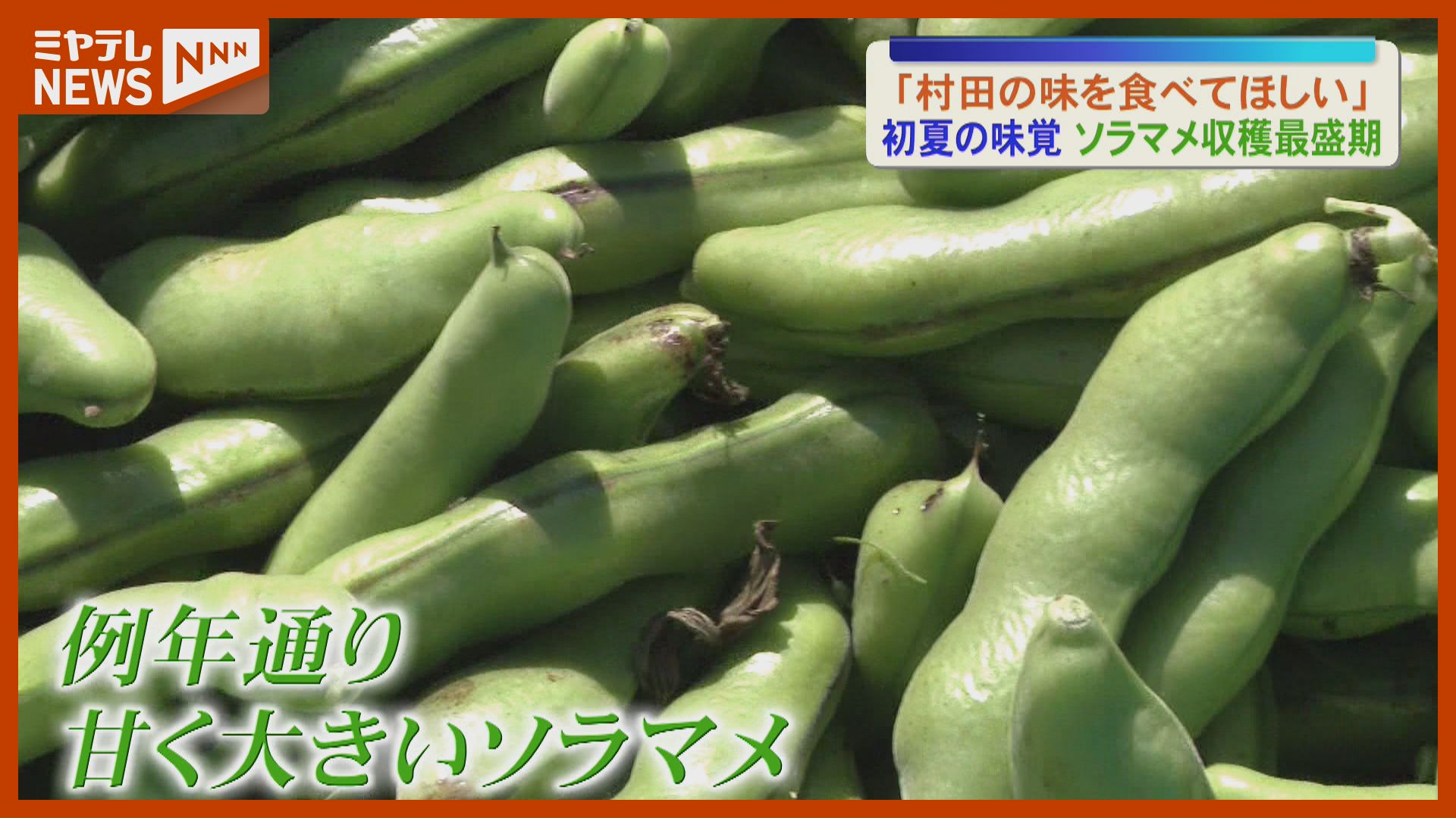 最盛期】ソラマメの収穫…宮城有数の産地・村田町「ご飯・マリネ・漬物