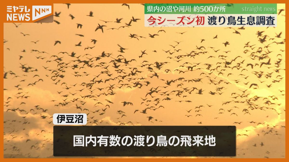 日の出とともに一斉に空へ！日本で越冬する渡り鳥を双眼鏡でカウント　生息調査スタート　宮城・伊豆沼