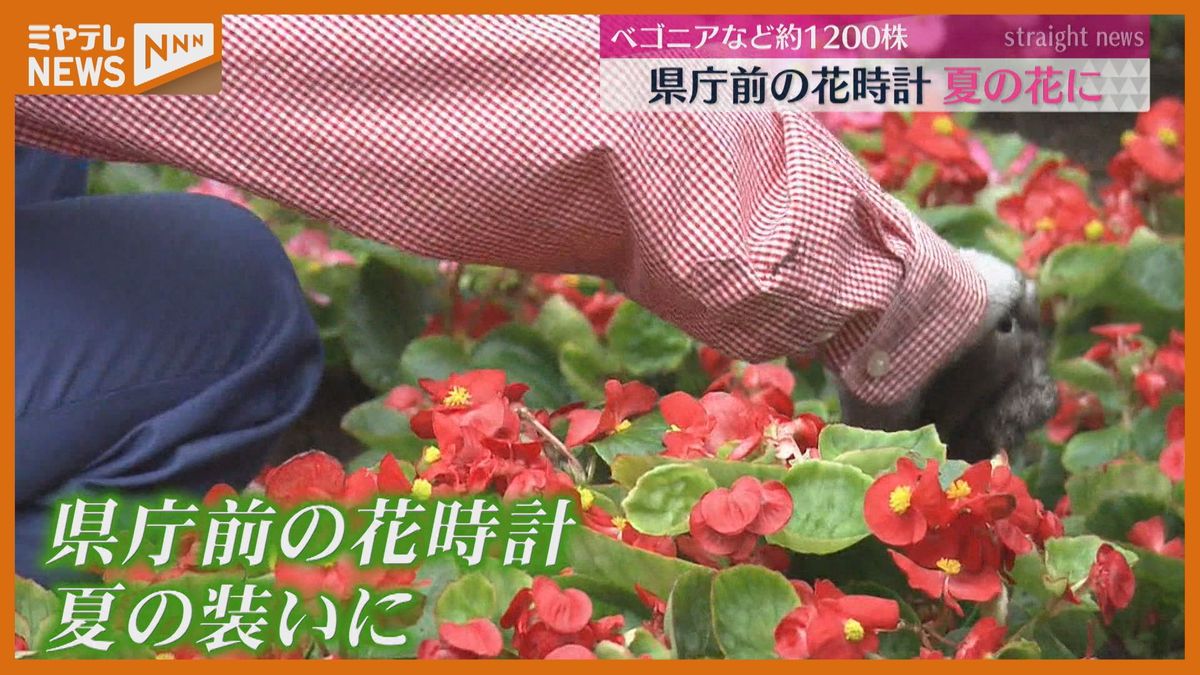 『朝出勤するときに見てもらいたい』宮城県庁前にある花時計＜夏の花＞に植え替え