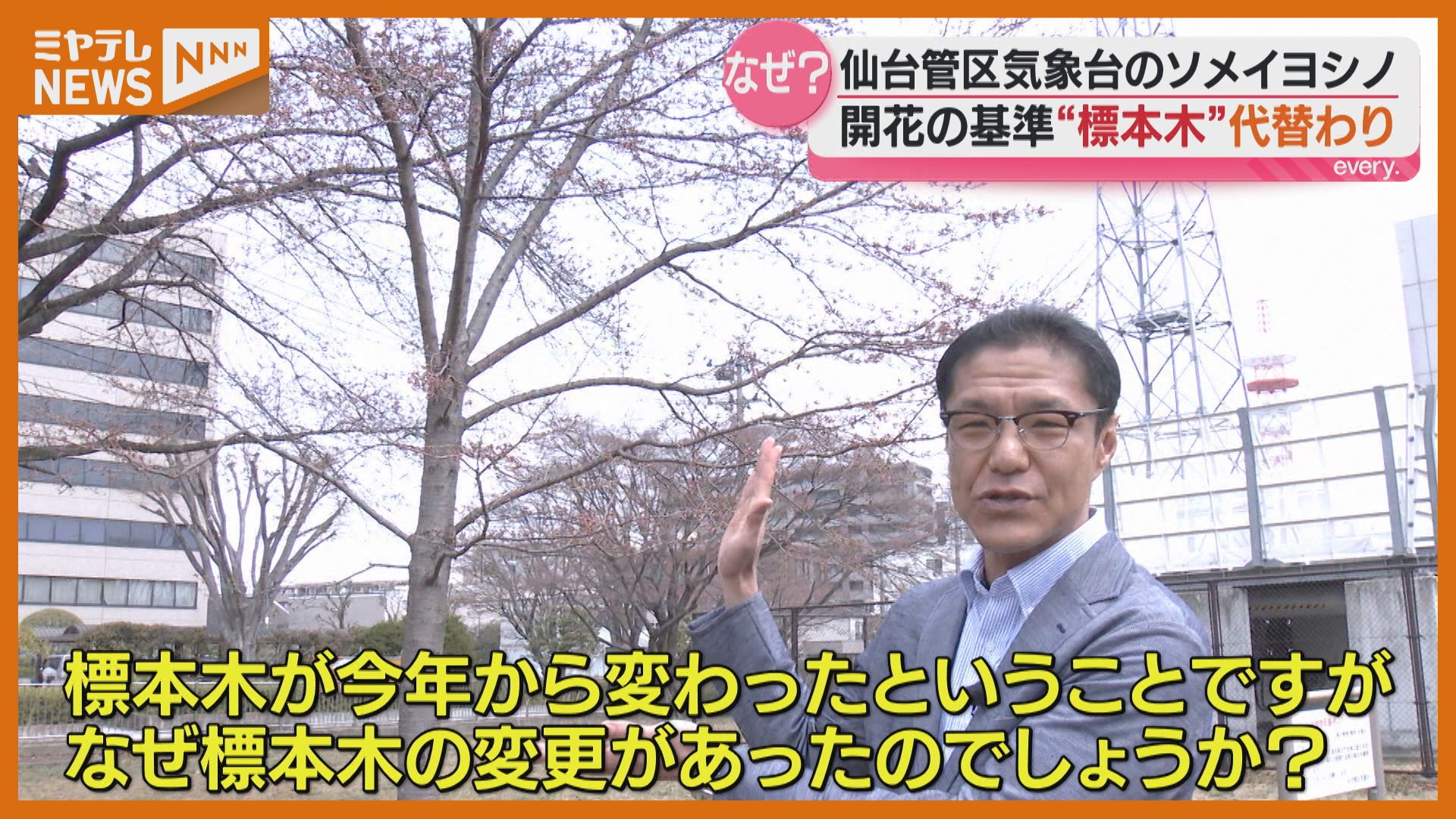 なぜ？】仙台の『ソメイヨシノ』標本木、2026年から変更に