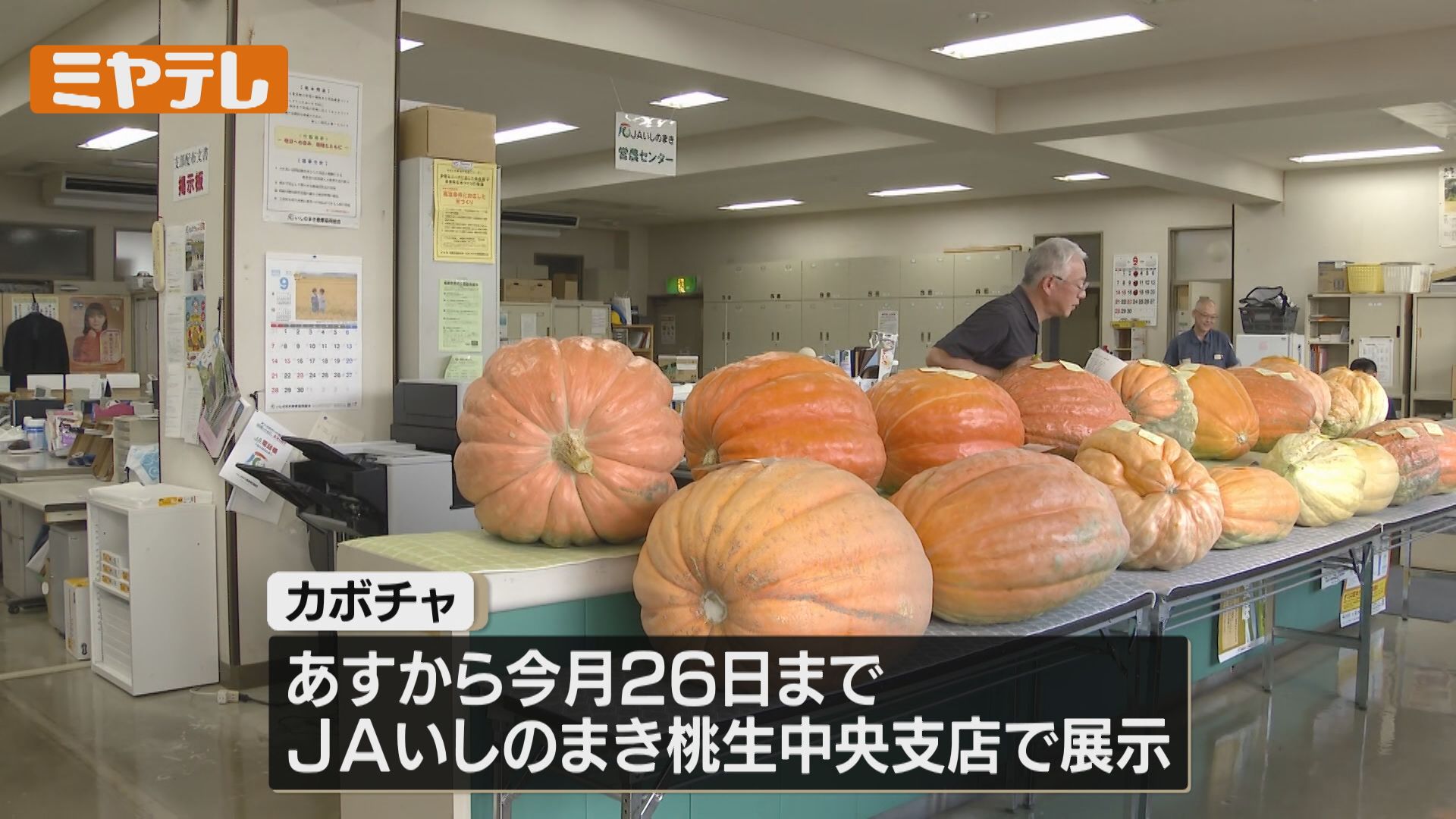 びくともしません…」重さ52キロ超え！“ジャンボかぼちゃ”の