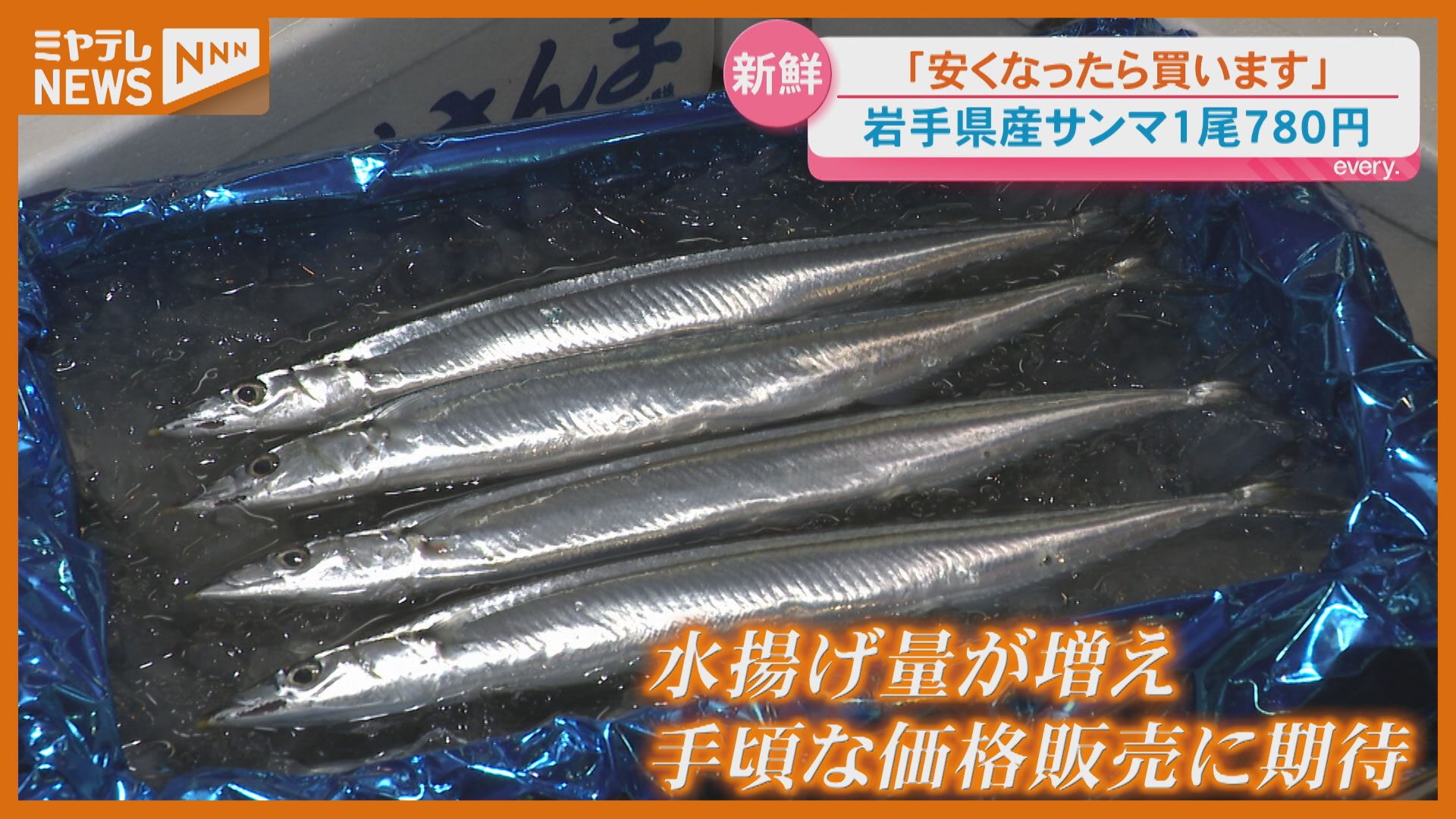 今すぐ食べたいけど…」初物サンマ入荷 気になる値段は今後に期待＜宮城