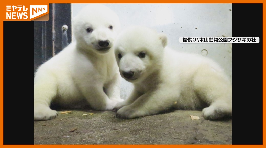 初公開＞ふわっふわ！ホッキョクグマの双子の赤ちゃん…間近でとらえた
