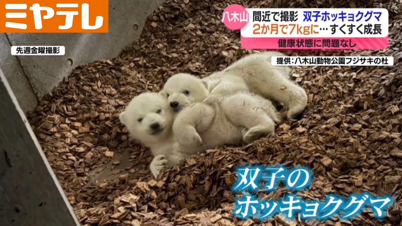初公開＞ふわっふわ！ホッキョクグマの双子の赤ちゃん…間近で