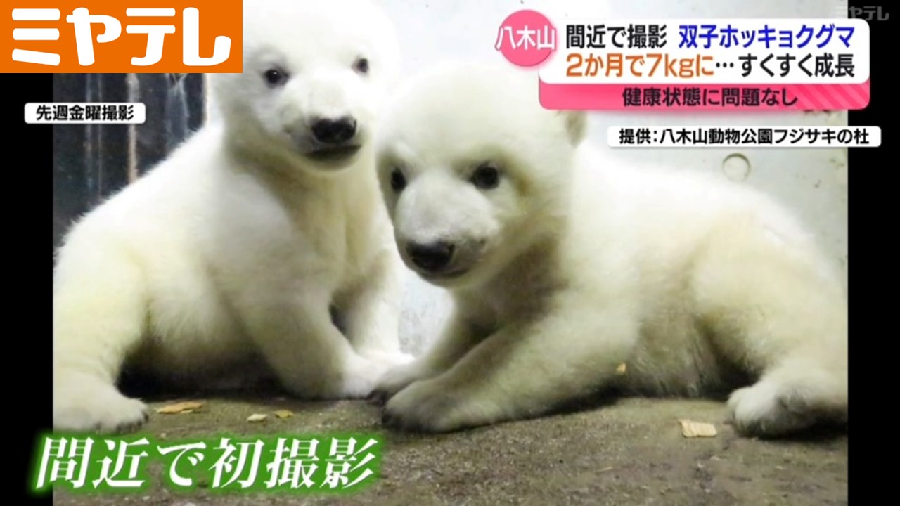 初公開＞ふわっふわ！ホッキョクグマの双子の赤ちゃん…間近でとらえた