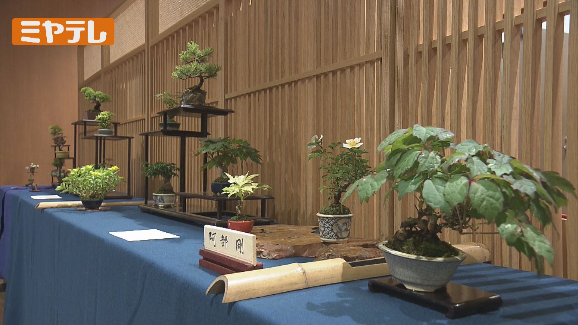 大自然を小さな鉢の中で！盆栽の魅力を満喫 入場無料 仙台駅2階で展示 