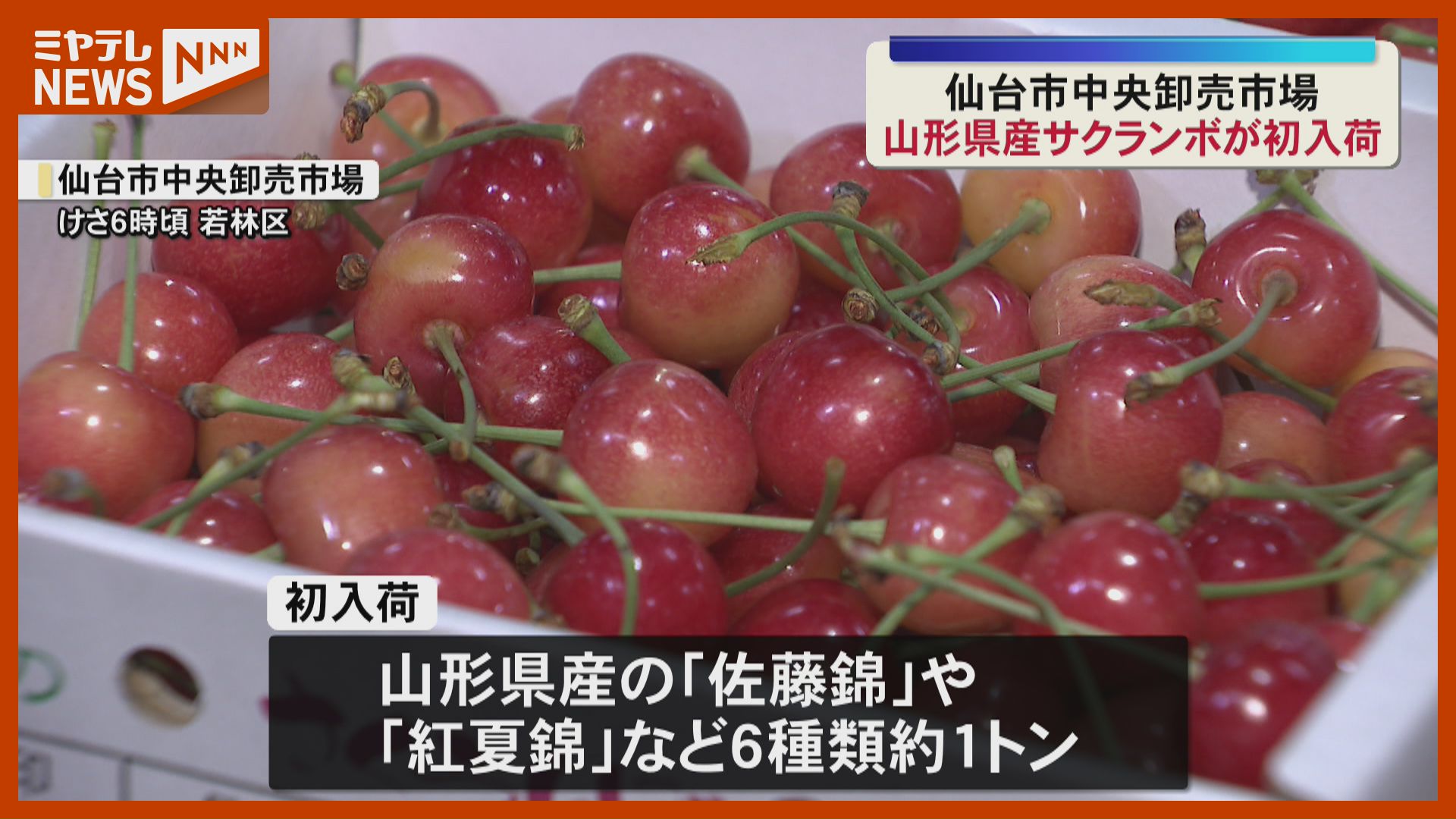 今の時期しか食べられない」旬！山形県産サクランボ『初入荷』（仙台市