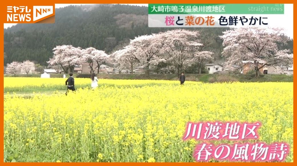 ピンクと黄色のコントラスト、見頃のサクラと菜の花が共演…大崎市鳴子温泉の川渡地区（宮城）