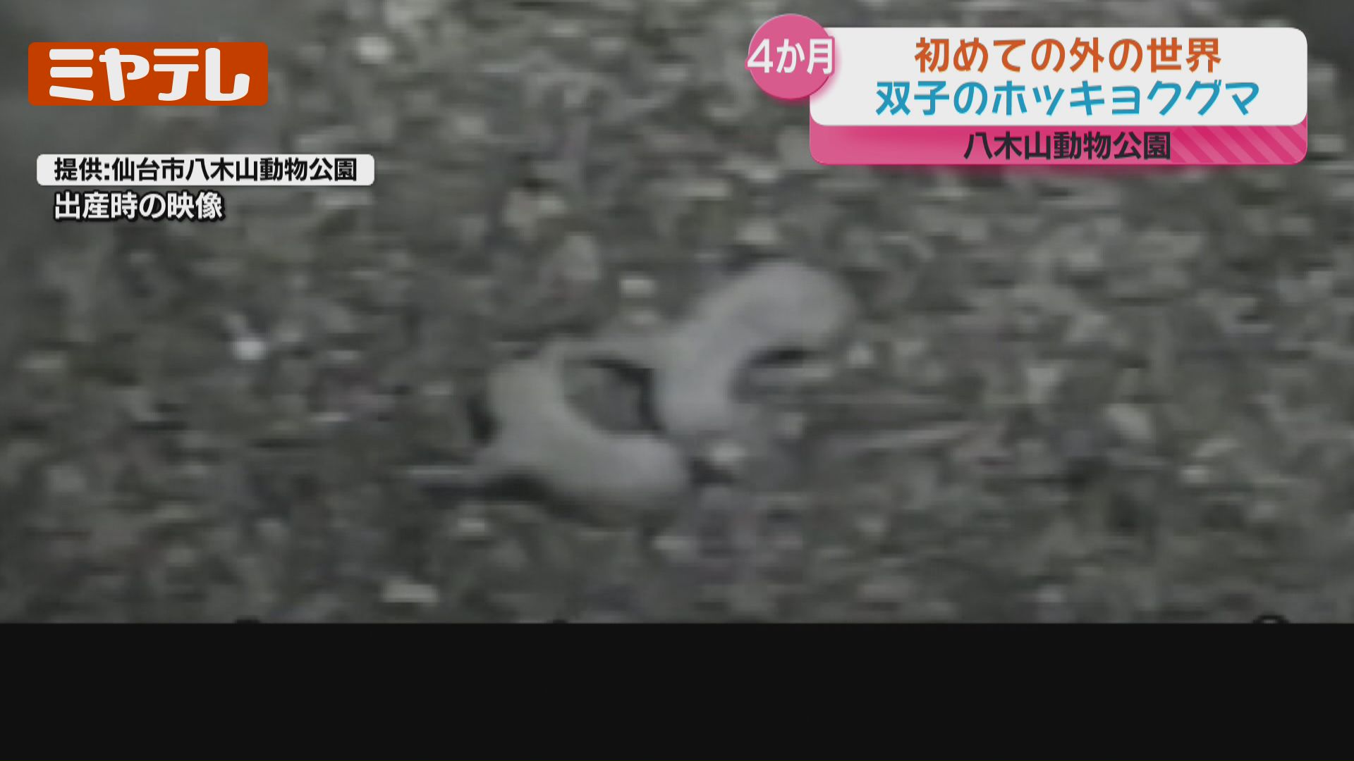 最新映像】生後4か月、双子のホッキョクグマ…生まれて初めて外の世界へ