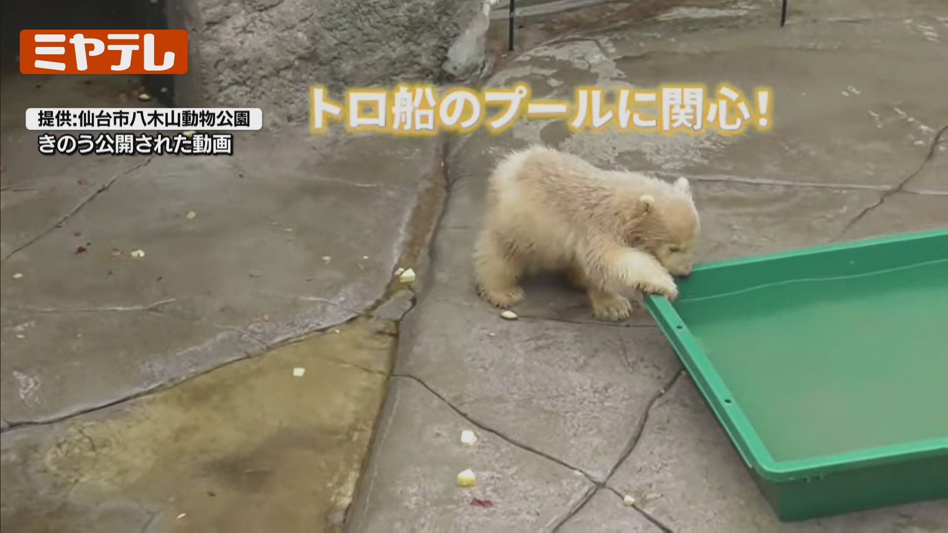 最新映像】生後4か月、双子のホッキョクグマ…生まれて初めて外の世界へ