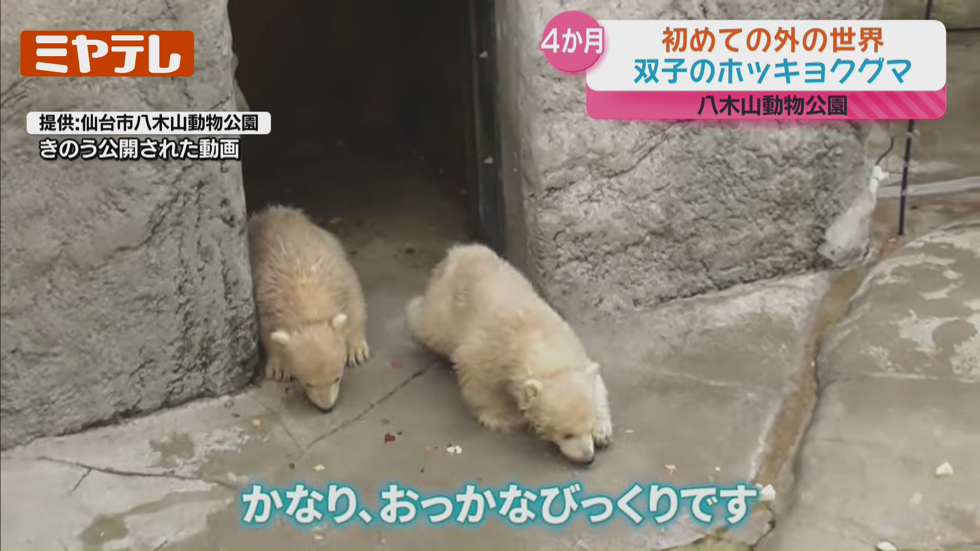最新映像】生後4か月、双子のホッキョクグマ…生まれて初めて外の世界へ