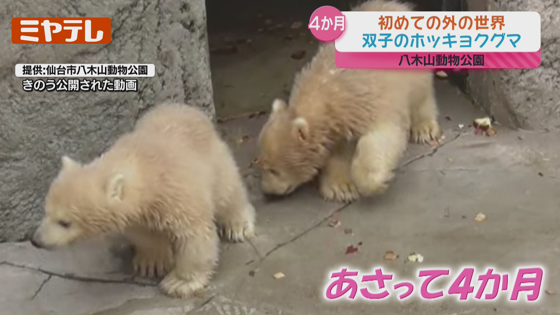 最新映像】生後4か月、双子のホッキョクグマ…生まれて初めて外の世界へ