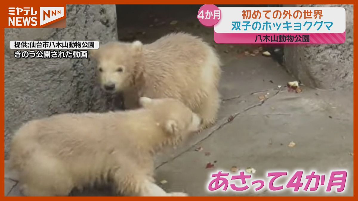 【最新映像】生後4か月、双子のホッキョクグマ…生まれて初めて外の世界へ（仙台市・八木山動物公園）