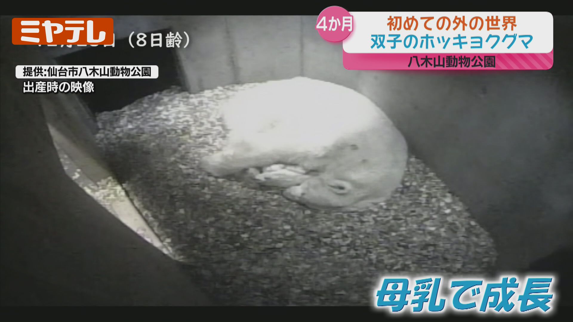 最新映像】生後4か月、双子のホッキョクグマ…生まれて初めて外の世界へ