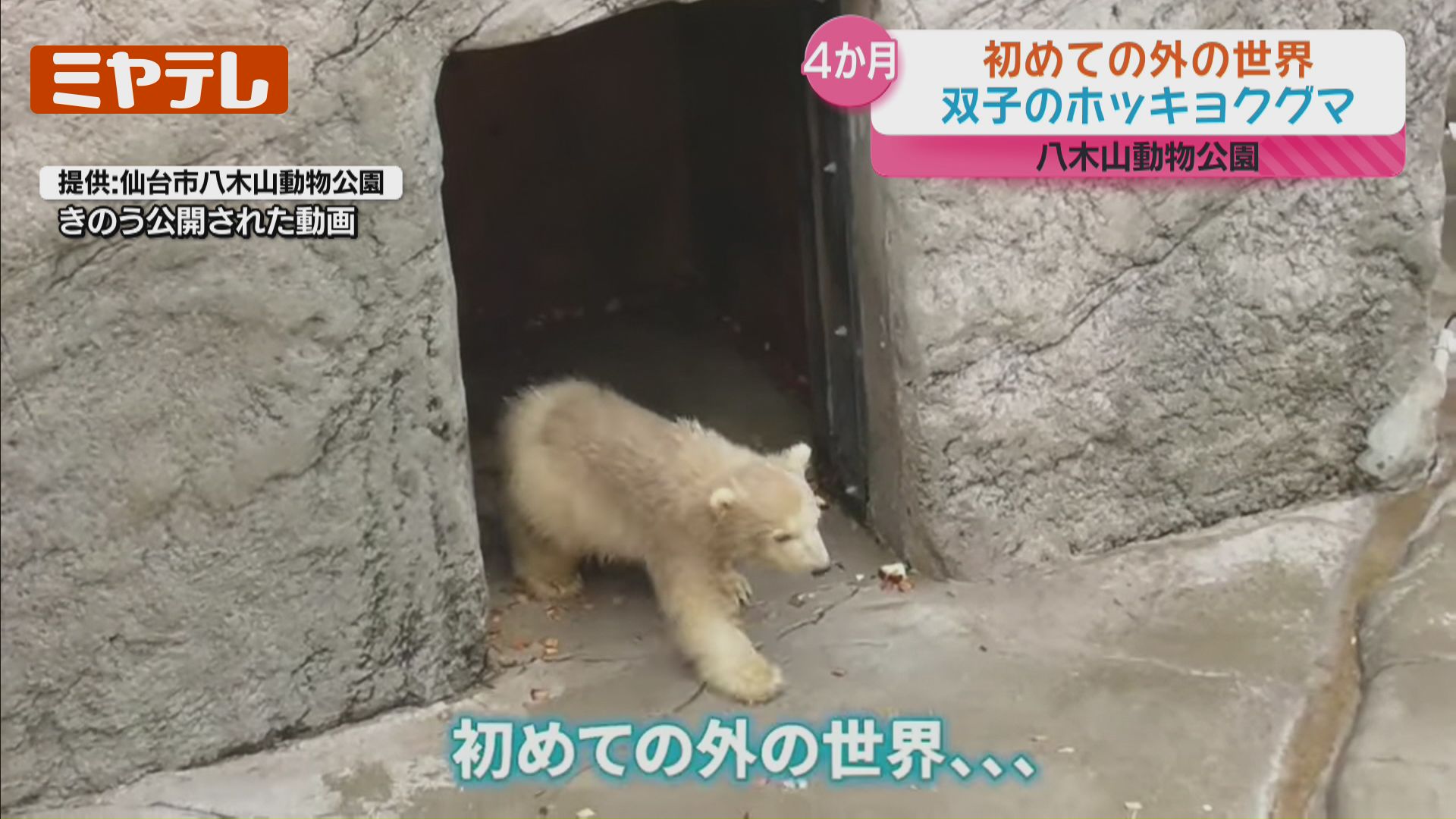 最新映像】生後4か月、双子のホッキョクグマ…生まれて初めて外の世界へ