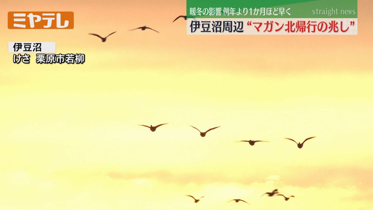 【暖冬の影響で例年より早く「北帰行」の兆し】今シーズン2回目「渡り鳥」生息調査　宮城県内の沼・河川で