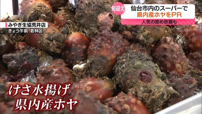 ほやドル？も登場　旬を迎えた宮城県産「ホヤ」をPR