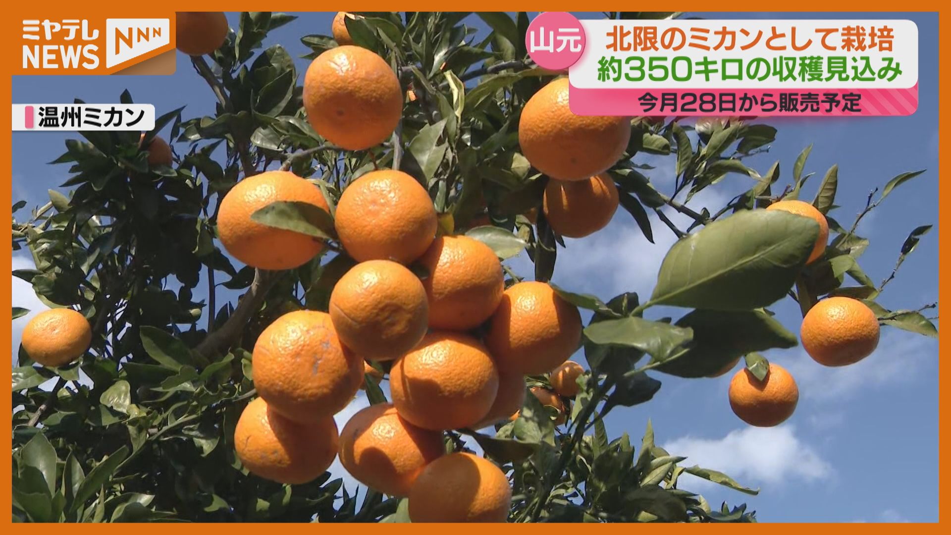 北限”とされる温州ミカンの収穫 始まる、猛暑の影響ほとんど無く生育