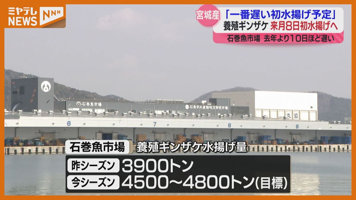 水揚げ開始が4月まで遅れるのは“初”、宮城産養殖ギンザケ…初水揚げが4月8日に（宮城・石巻魚市場）