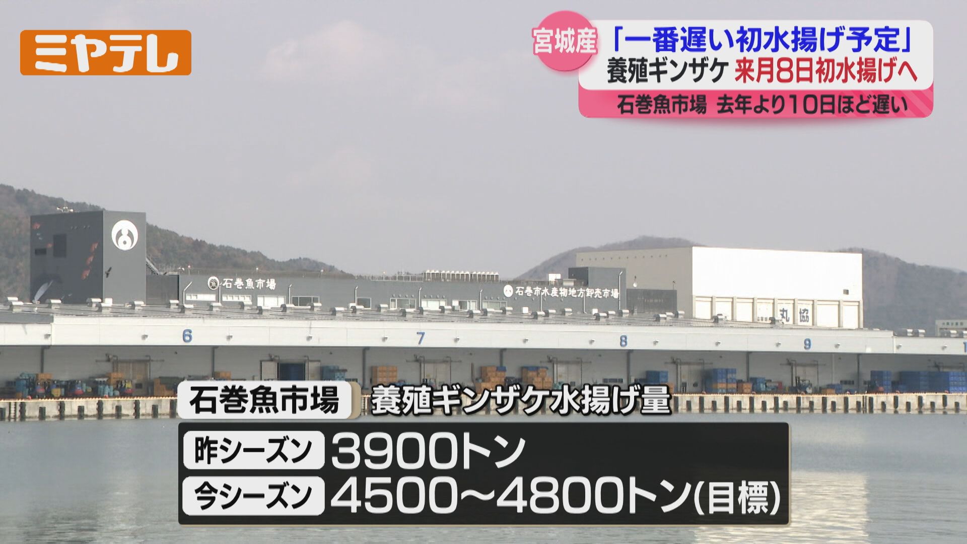 水揚げ開始が4月まで遅れるのは“初”、宮城産養殖ギンザケ…初