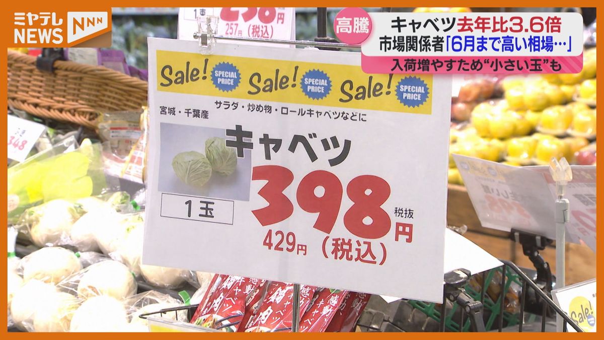 【特集】去年の3.6倍！価格高騰『キャベツ』　”高値は今年6月頃まで続く”？（宮城）