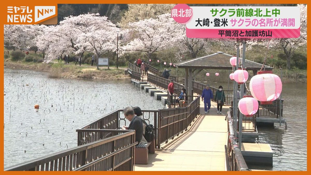 宮城県北部でサクラ満開!大崎&登米で見頃の名所を巡る「絶景です」(4月17日時点)