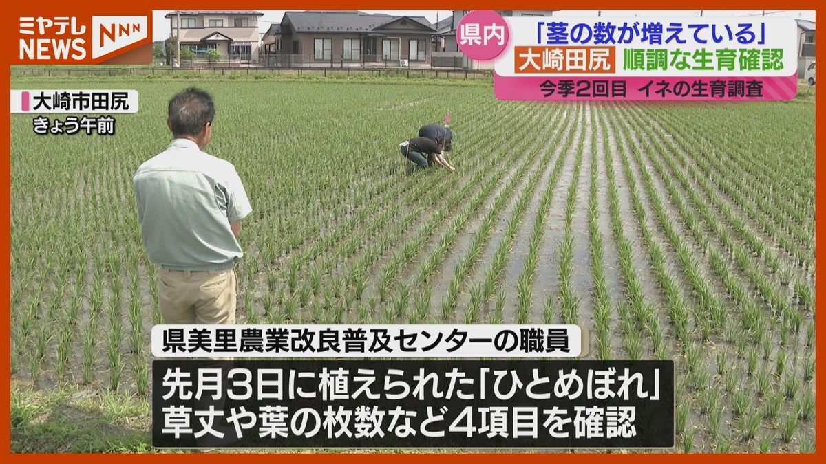 気になる今年の新米…イネ生育調査、結果は？「残った苗は放置せず早めに処分を」宮城