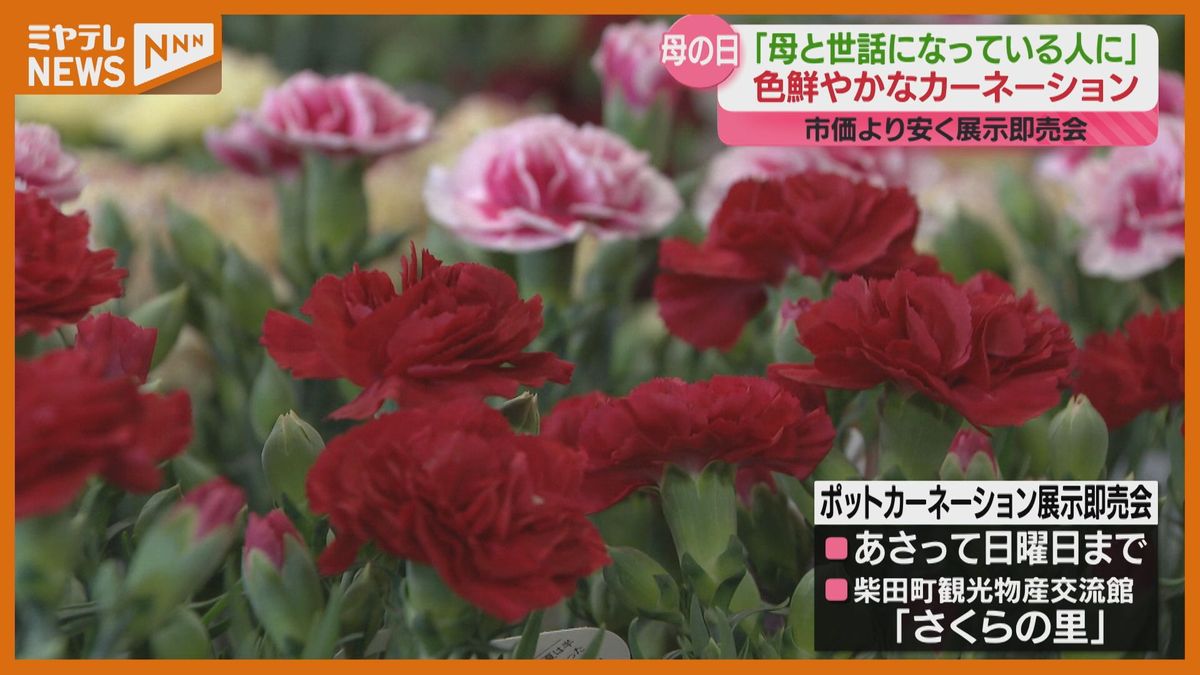 【12日は「母の日」】県内有数のカーネーション産地・柴田町　「母の日」に見頃になるよう育てた鉢植え　市価より安く販売（宮城）