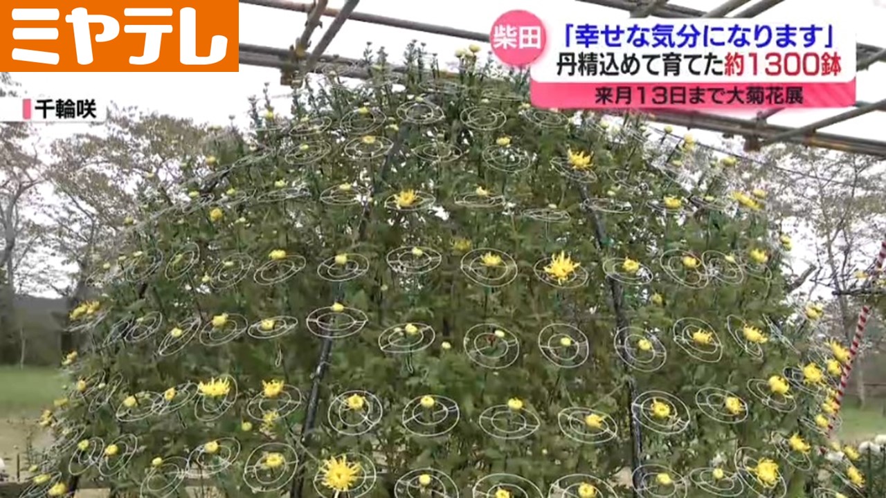 キクの花1300鉢＞「みやぎ大菊花展」 茎1本から多くの花の”千輪咲”や