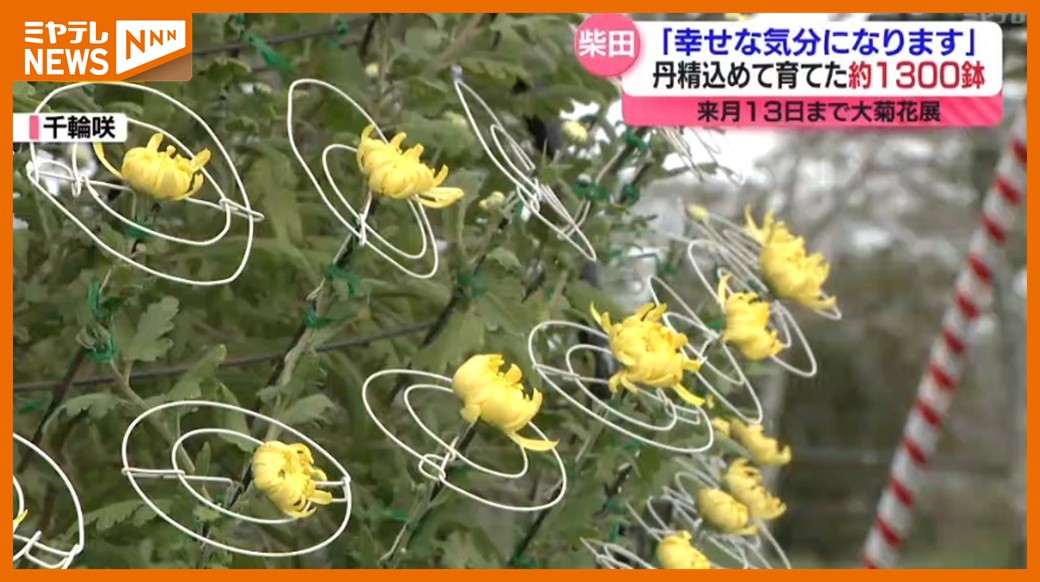 菊花木 菓子鉢 盛込鉢 極上書道具 年代保証 薫物 銘木 菊の花 WWWT017 錦銀叩き菊花尽くし【丸正角銘々皿】 — 賞美堂本店オンライン