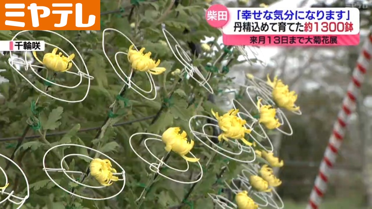 キクの花1300鉢＞「みやぎ大菊花展」 茎1本から多くの花の”千輪