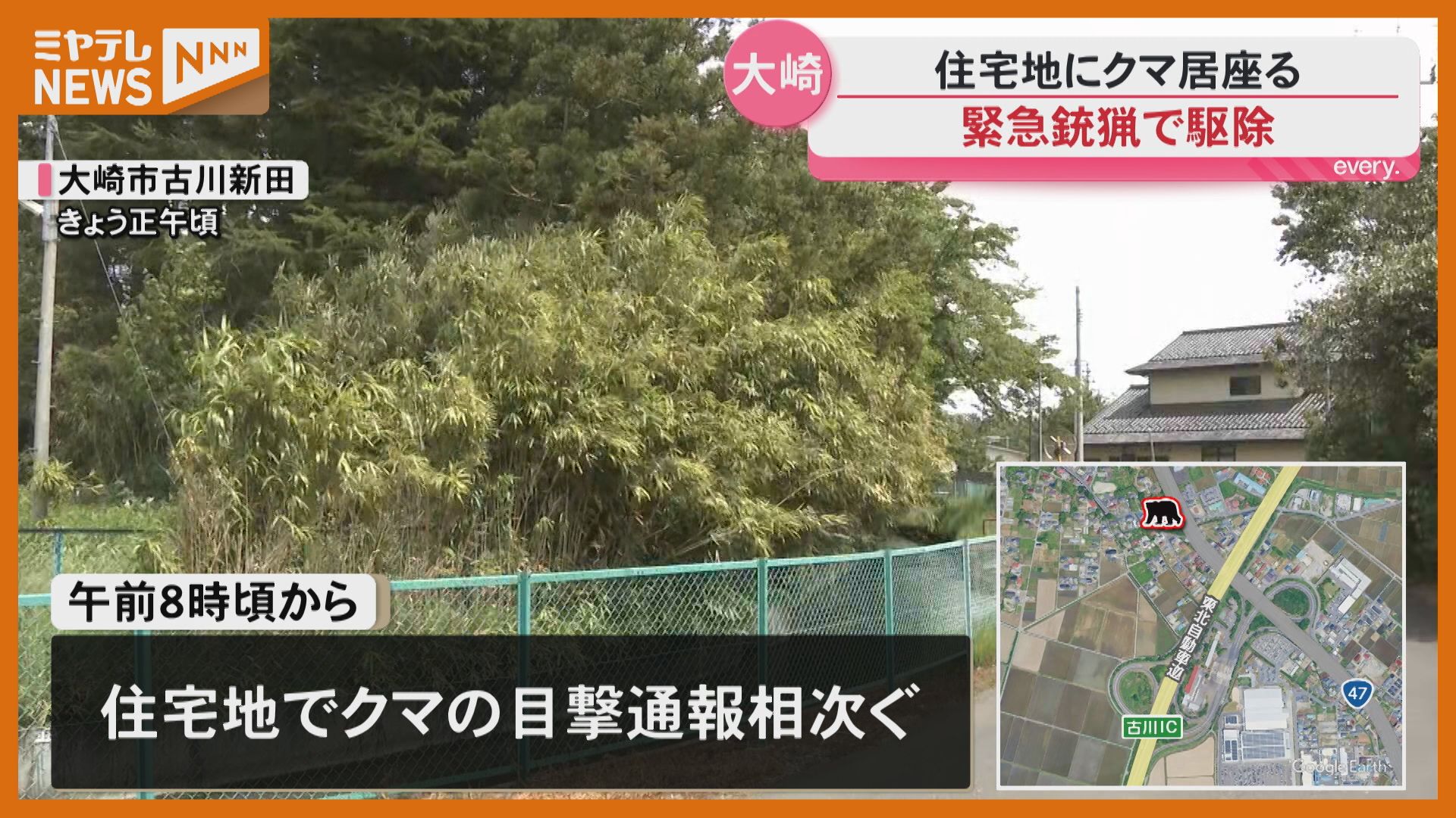 緊急銃猟】大崎市の住宅地にクマ居座る 猟友会が駆除 市内では初 宮城