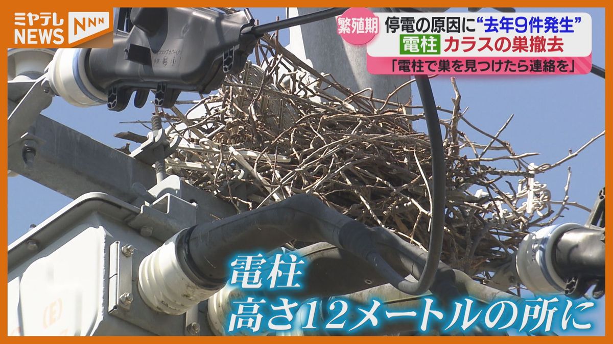 電柱にカラスの巣が…停電の原因に？東北電力「速やかに撤去」