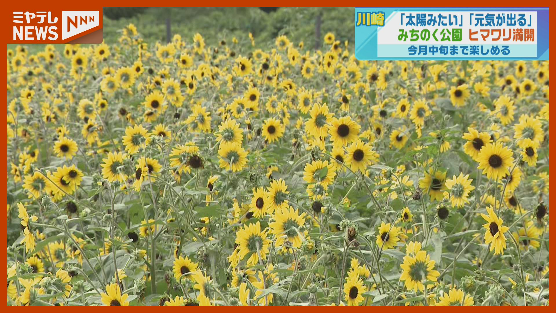 太陽みたいで気持ちが明るく」3200株のヒマワリが見頃 みちのく杜の
