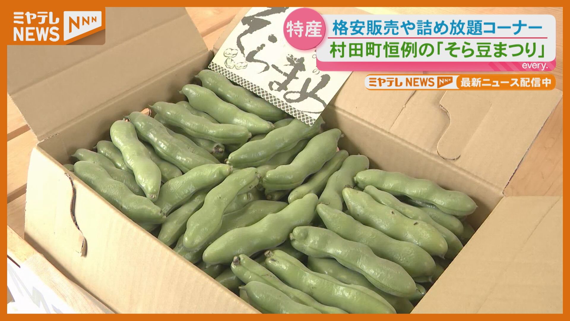 そらまめ、まとめ買いページ 1袋500円の詰め放題が人気「そら豆まつり」6月7日まで開催（宮城・村
