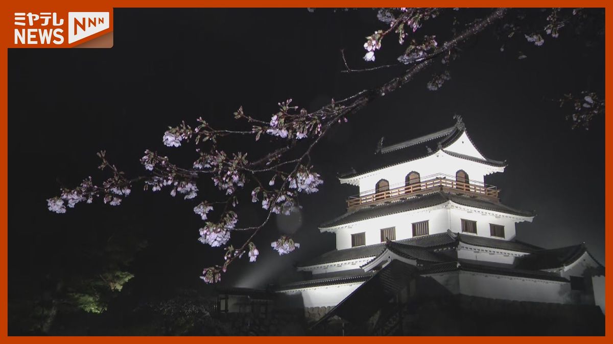 夜桜の幻想美を楽しむ方法