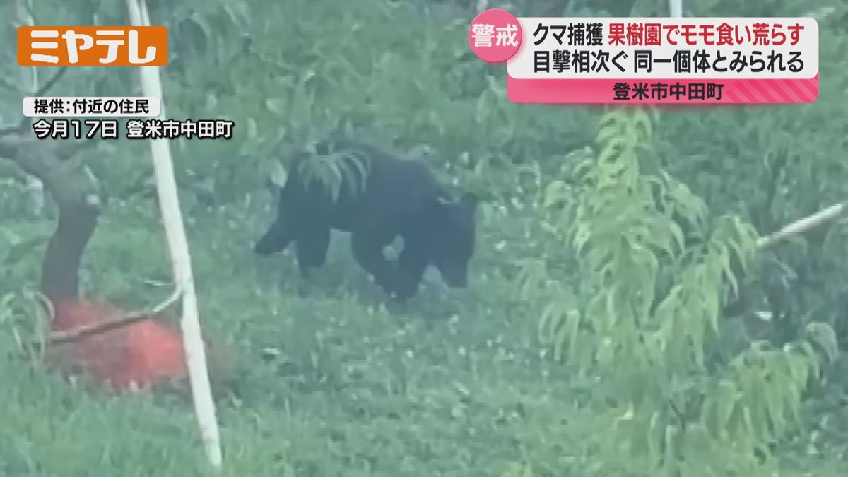 登米 市 熊