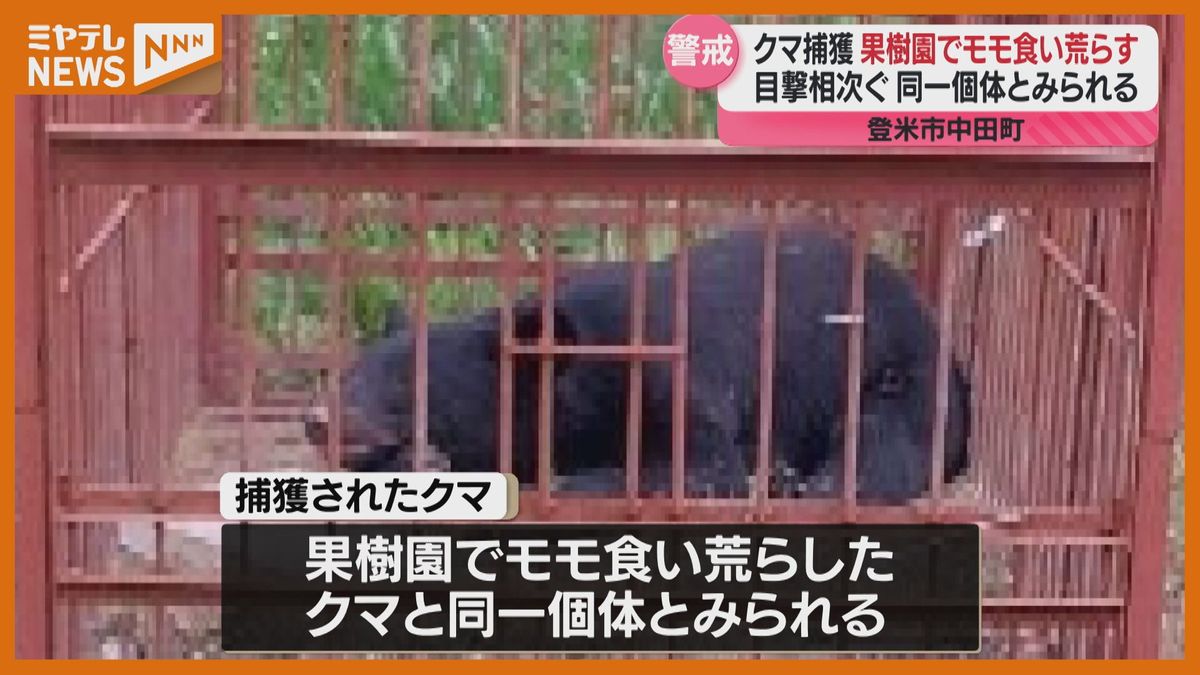 登米 市 熊