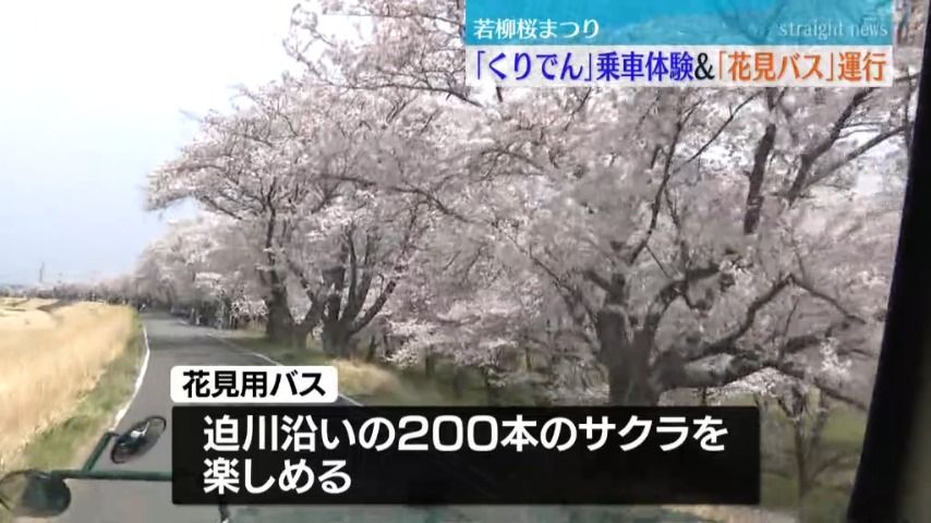 【若柳桜まつり】花見用バスからサクラ　廃線となった「くりでん」乗車体験（宮城・栗原市）