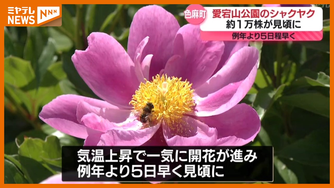 初夏の訪れ シャクヤク1万株が開花「すごく綺麗でびっくり」宮城県色麻