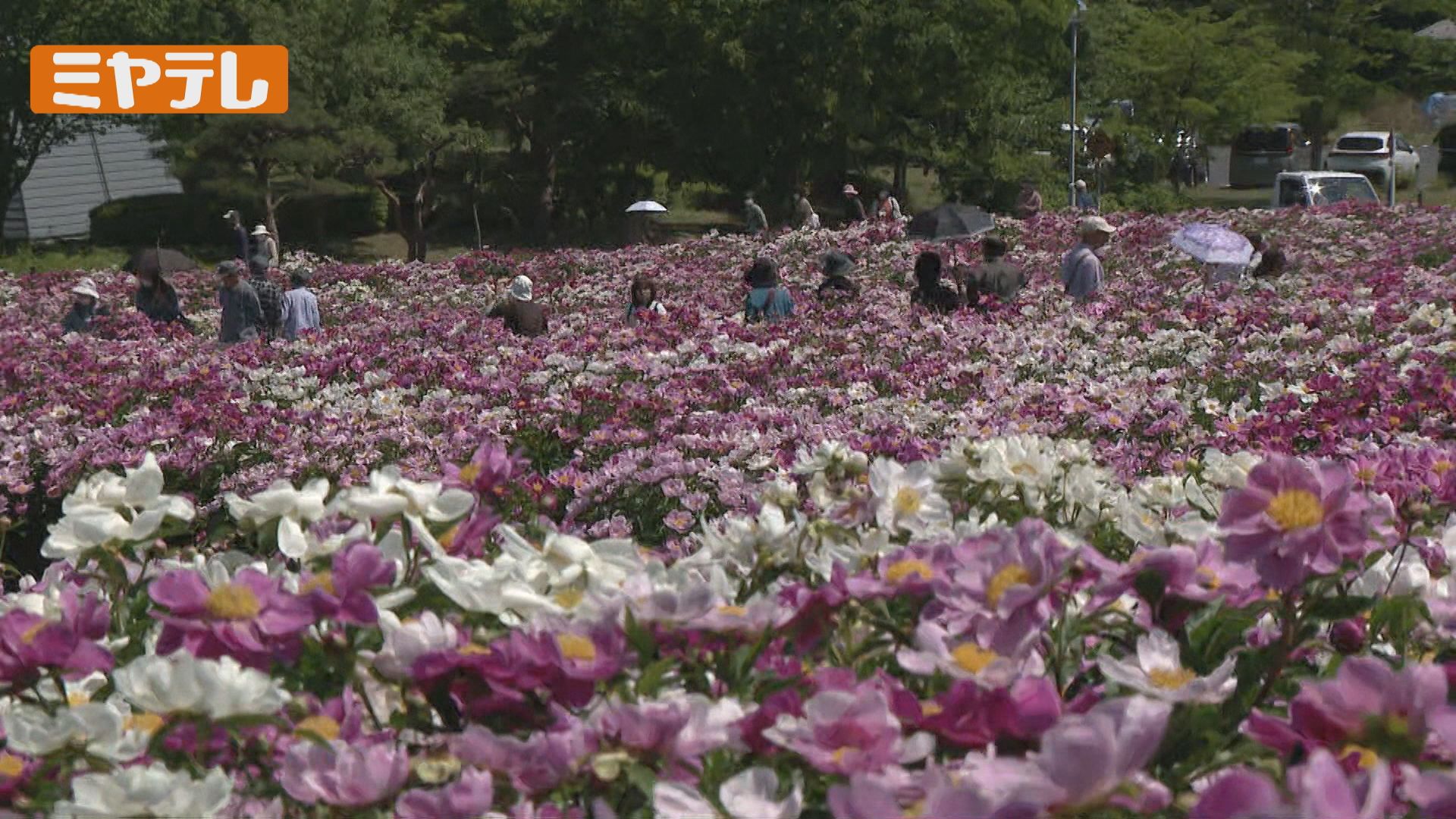 初夏の訪れ シャクヤク1万株が開花「すごく綺麗でびっくり」宮城県色麻