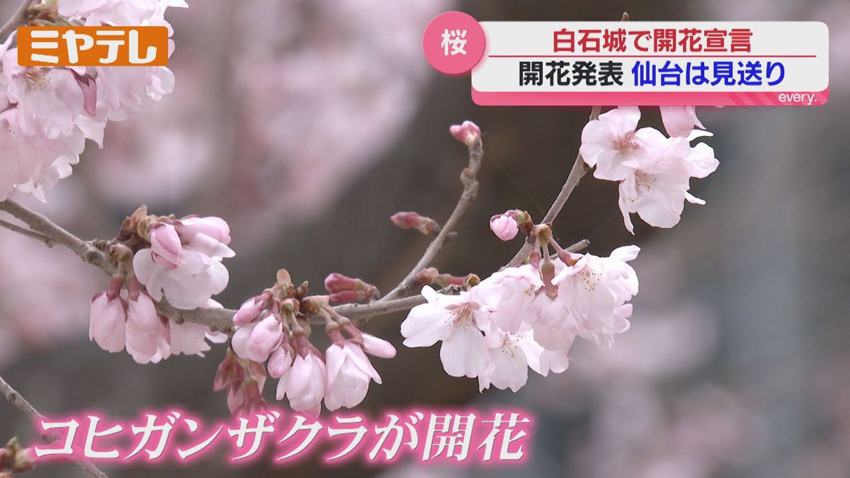 サクラ前線北上中】県南のサクラの名所『白石城』で開花宣言、『仙台 