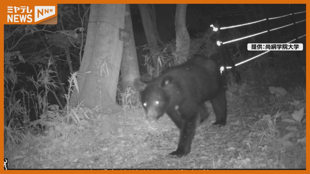 【動画あり】大学の敷地内　固定カメラにツキノワグマ映り込み　注意呼びかけ＜宮城県・名取市＞