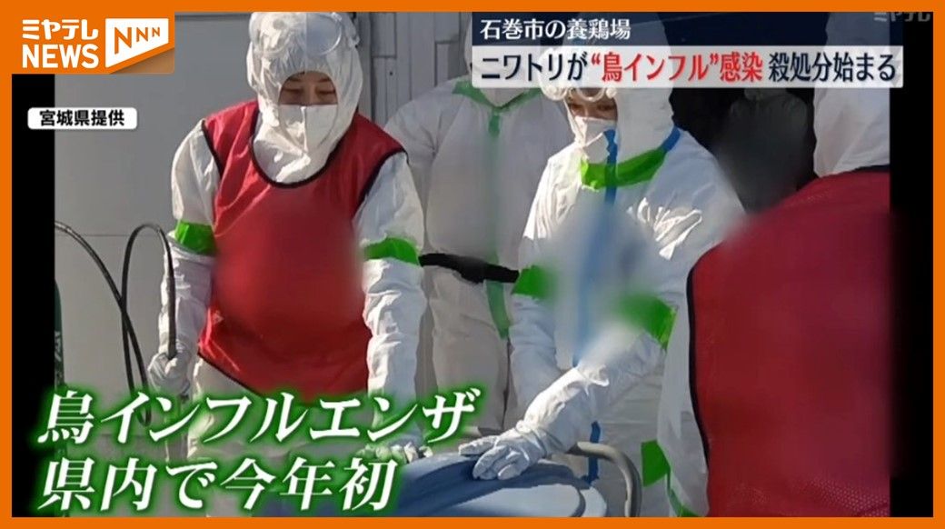 ＜”殺処分”17万2000羽＞養鶏場のニワトリ「鳥インフルエンザ」に感染　宮城県が”殺処分”開始（宮城・石巻市）