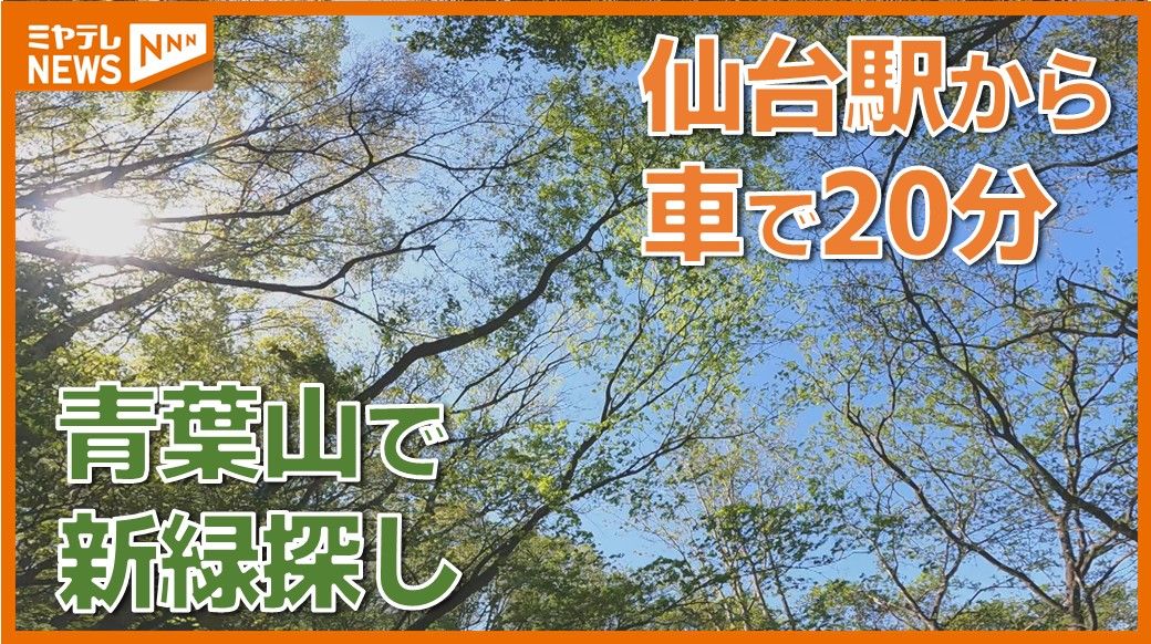 仙台駅から車で20分「青葉山」で新緑探し!珍しい草木や花言葉を紹介…豊かな自然を満喫
