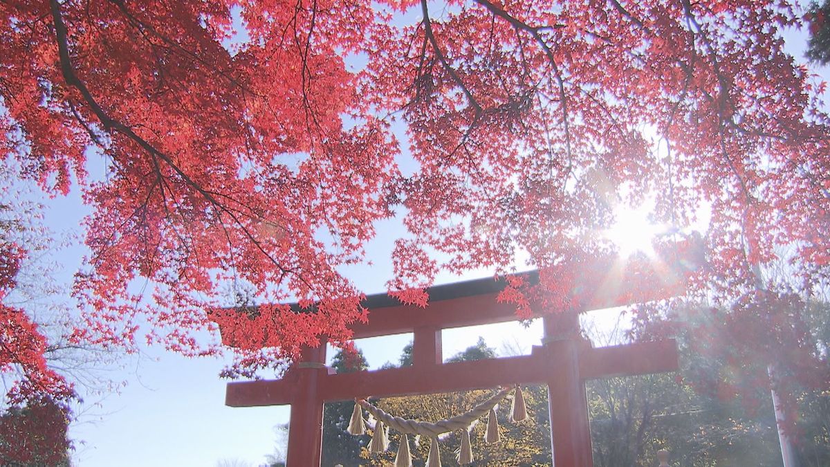 【鳥居とイロハモミジ】樹齢200年の天然記念物 夕方にライトアップも＜仙台＞
