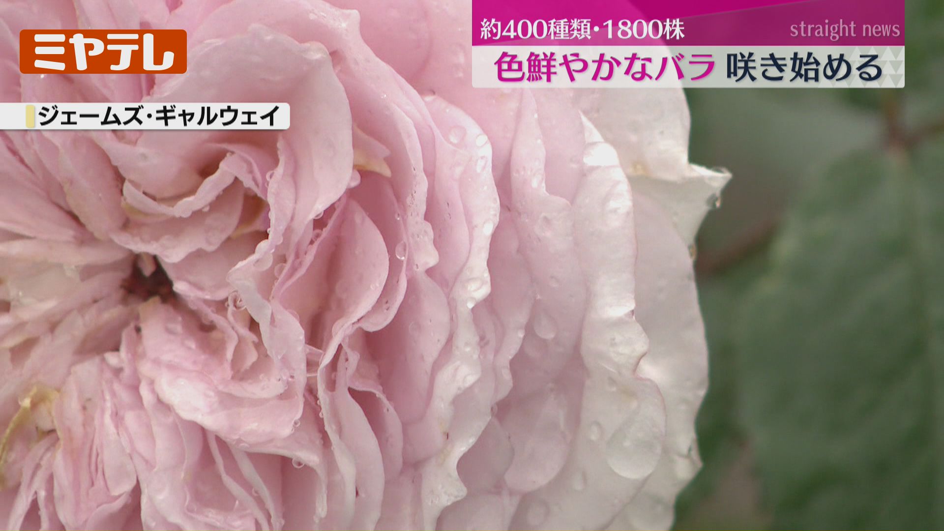 いろんな種類あって、香り良い」バラ園が見頃、色鮮やかなバラで華やか