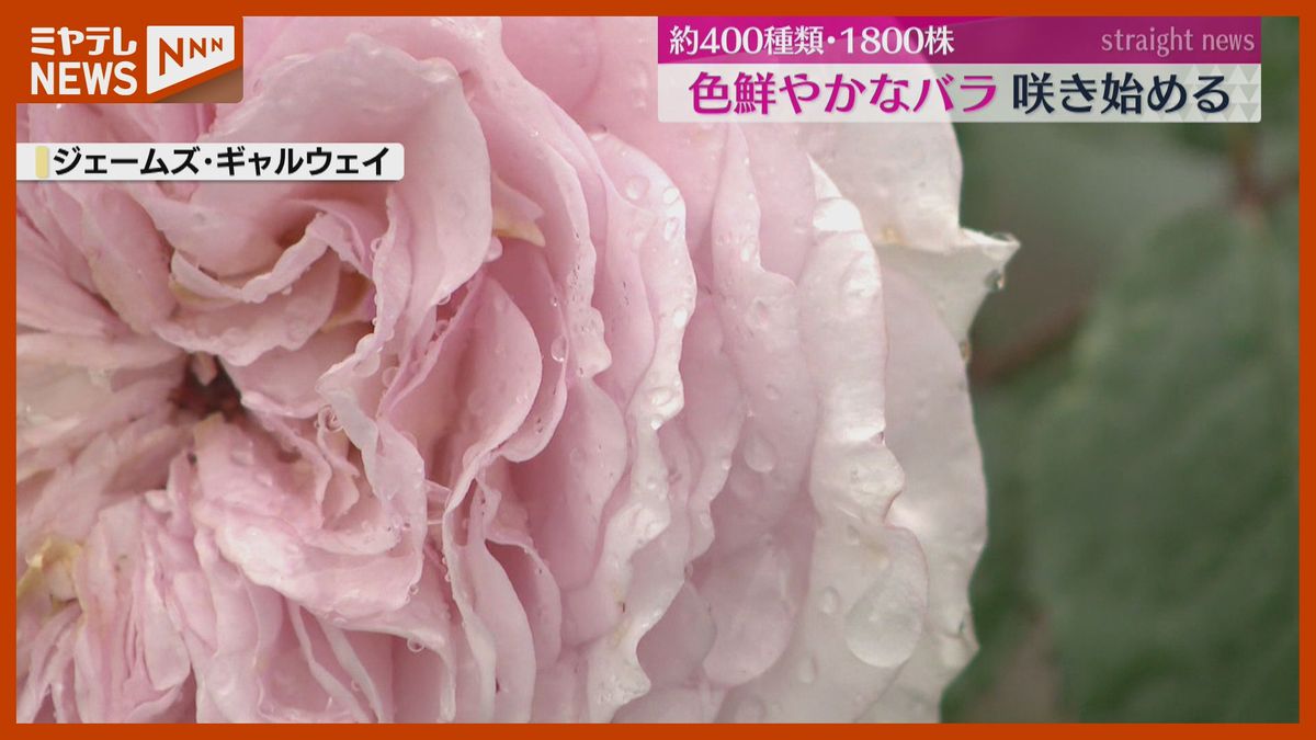 「いろんな種類あって、香り良い」バラ園が見頃、色鮮やかなバラで華やかな香り楽しむ（宮城・蔵王町）