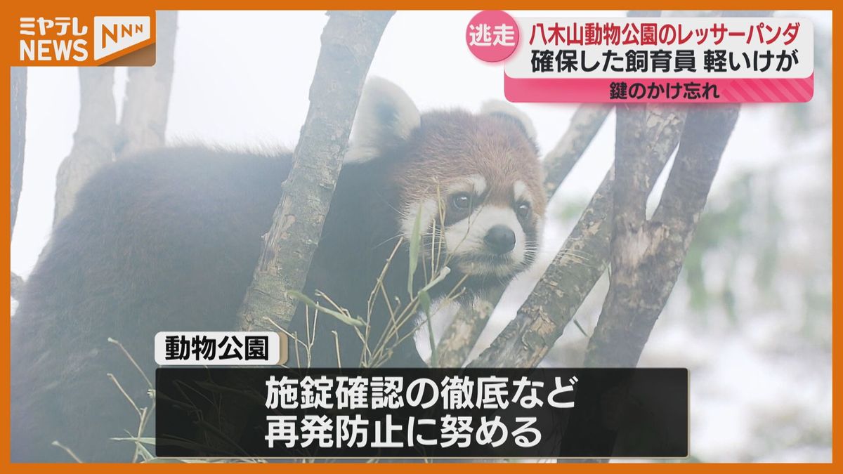 ＜レッサーパンダ『ヤンヤン』＞動物園の展示場から一時逃げ出す　飼育員が確保の際軽いけが（仙台市・八木山動物公園）